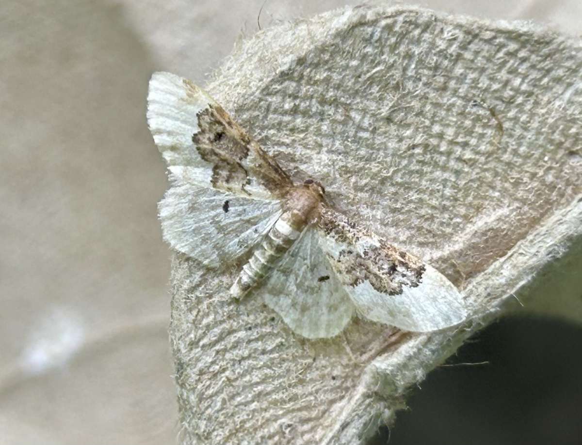 Least Carpet (Idaea rusticata) photographed at Aylesham  by Dave Shenton 