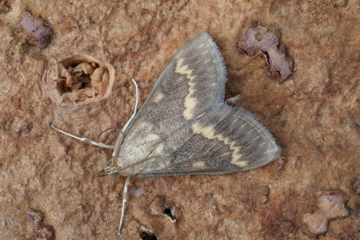 European Corn-borer (Ostrinia nubilalis) photographed at Aylesham  by Dave Shenton 