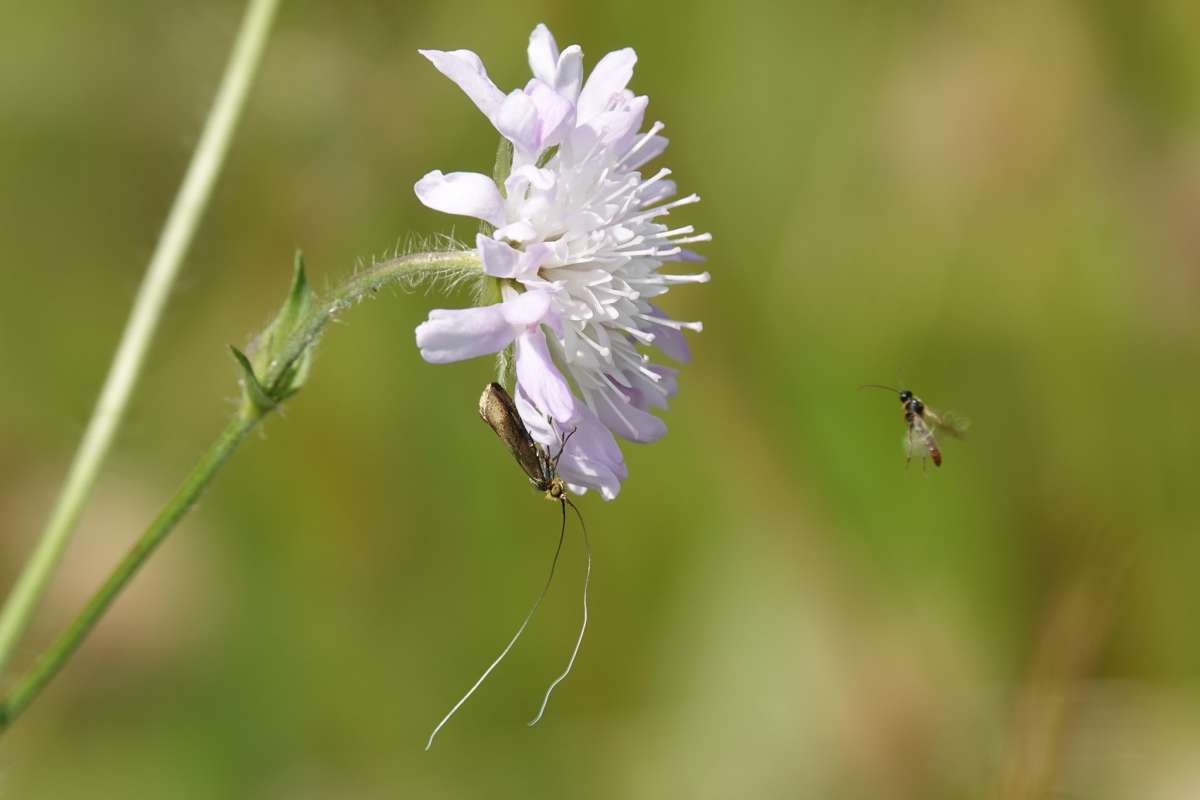 Brassy Long-horn (Nemophora metallica) photographed at Ranscombe Farm  by Howard Vaughan 