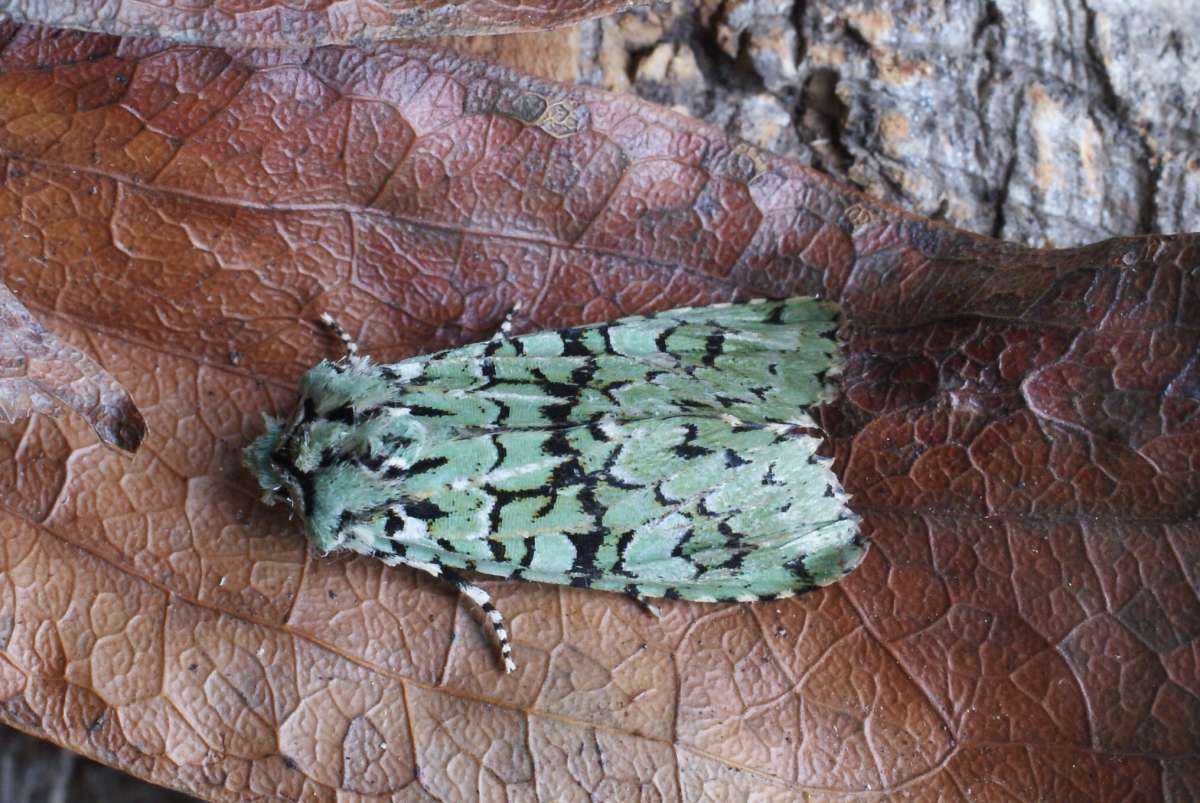 Merveille du Jour (Griposia aprilina) photographed at Aylesham  by Dave Shenton 