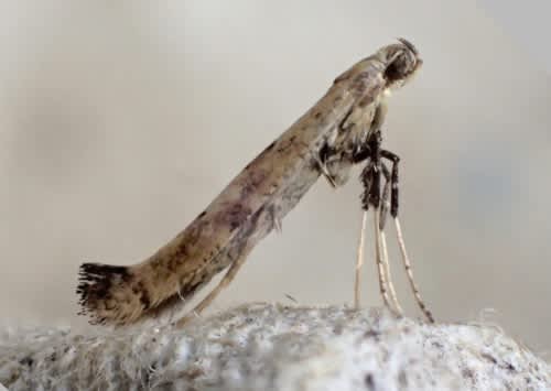 Clouded Slender (Caloptilia populetorum) photographed in Kent by Andrew Stanger 