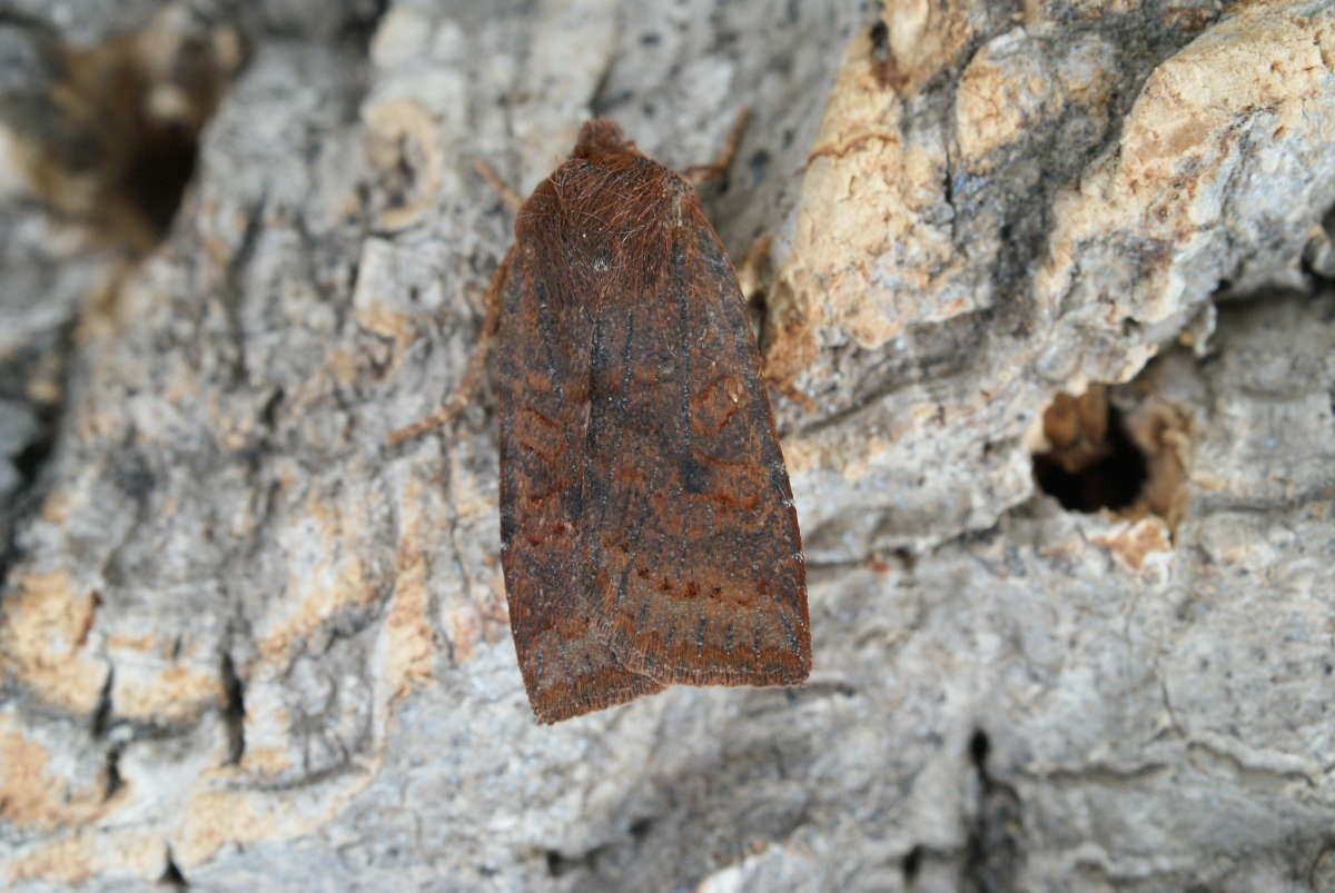 Dark Chestnut (Conistra ligula) photographed in Kent by Dave Shenton 