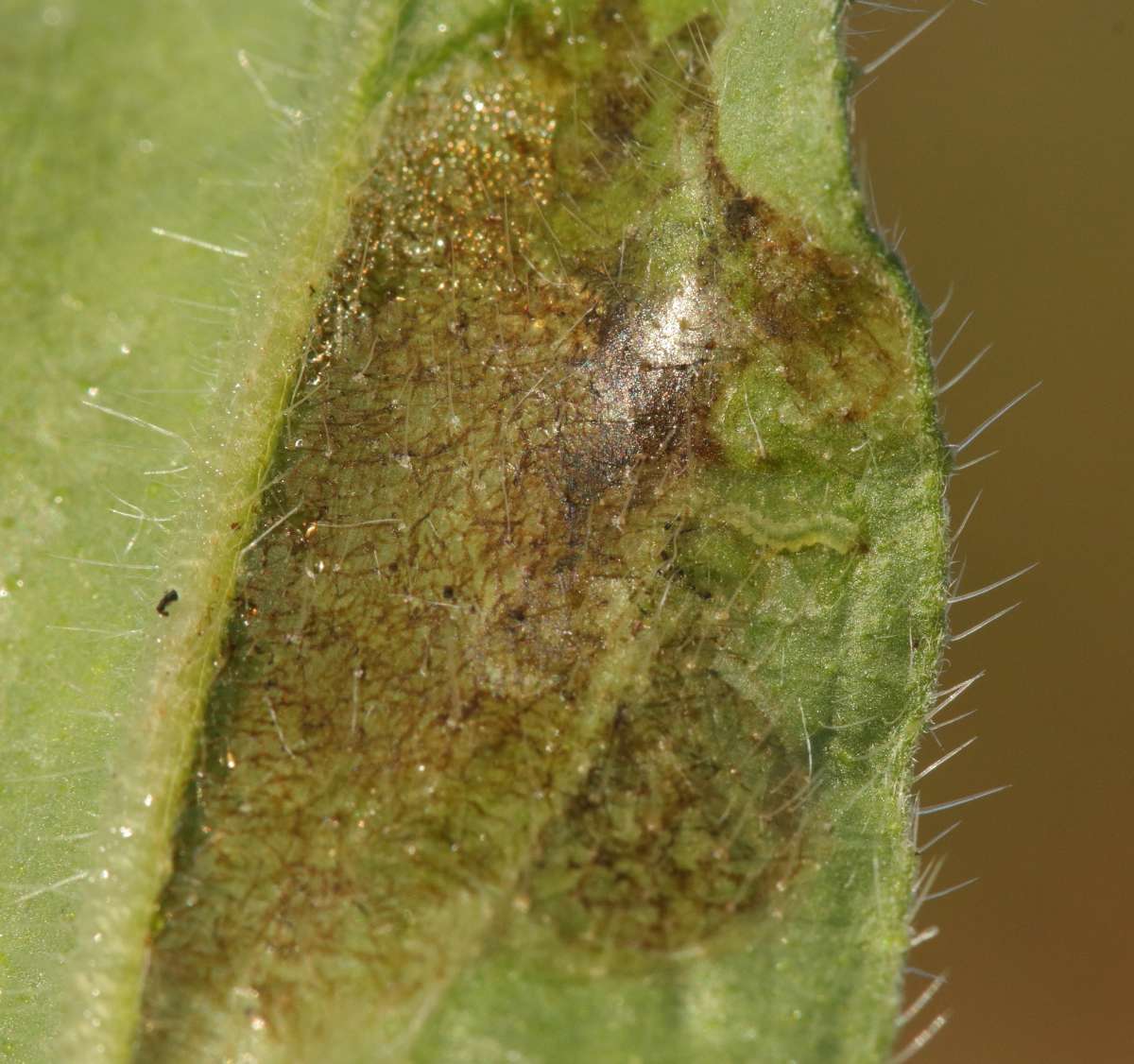 Echium Leaf-miner (Dialectica scalariella) photographed in Kent by Will Langdon 