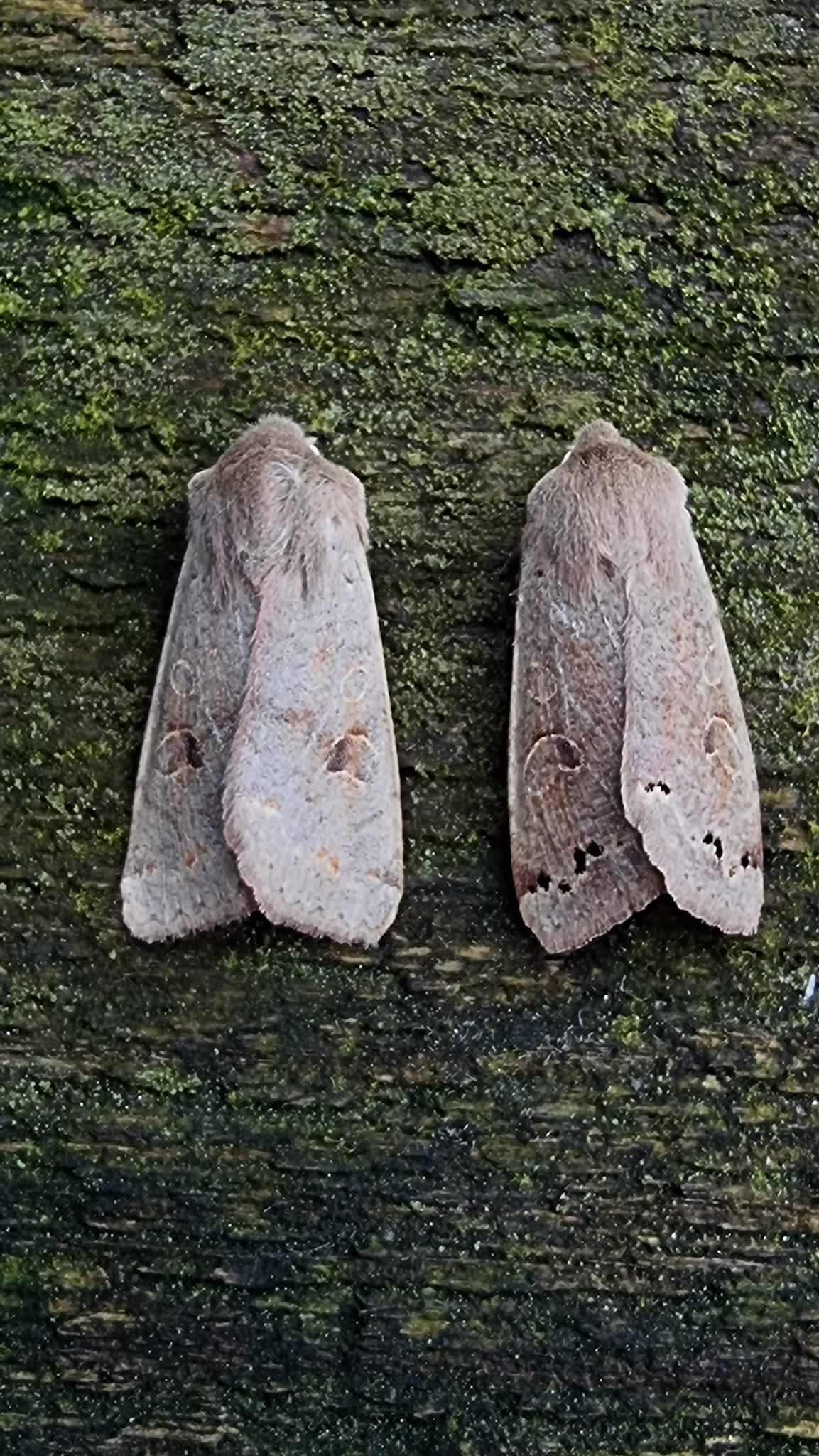 Twin-spotted Quaker (Anorthoa munda) photographed at Ashford  by Leonard Cooper