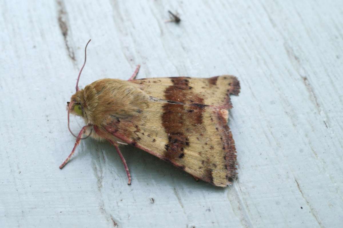 Shoulder-striped Clover (Heliothis maritima) photographed in Kent by Dave Shenton 