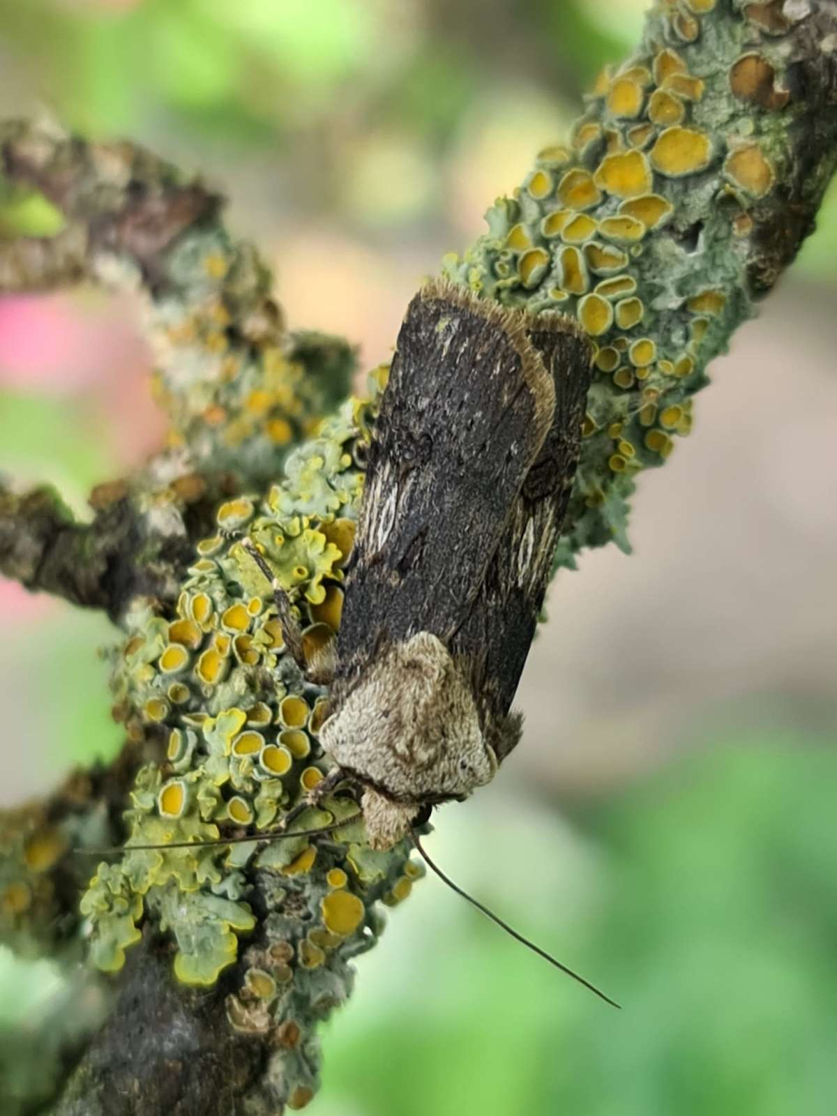 Shuttle-shaped Dart (Agrotis puta) photographed in Kent by Francesca Partridge 