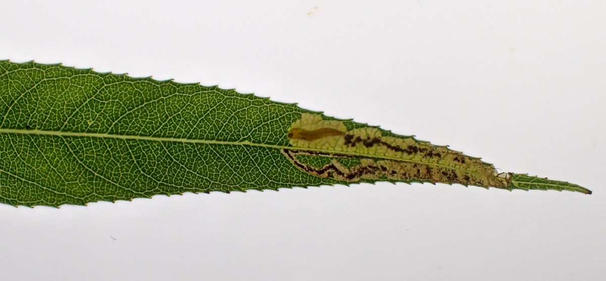 Willow Pigmy (Stigmella obliquella) photographed in Kent by Dave Shenton