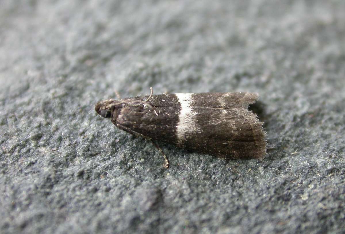 White-barred Knot-horn (Elegia similella) photographed in Kent by Ross Newham 