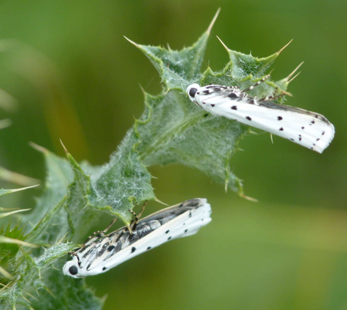 Thistle Ermine (Myelois circumvoluta) photographed at Dungeness  by Allan Ward