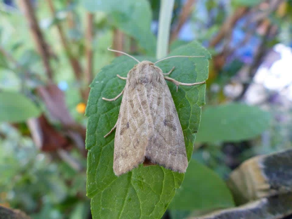 Marsh Mallow Moth (Hydraecia osseola) photographed in Kent by James Tomlinson 