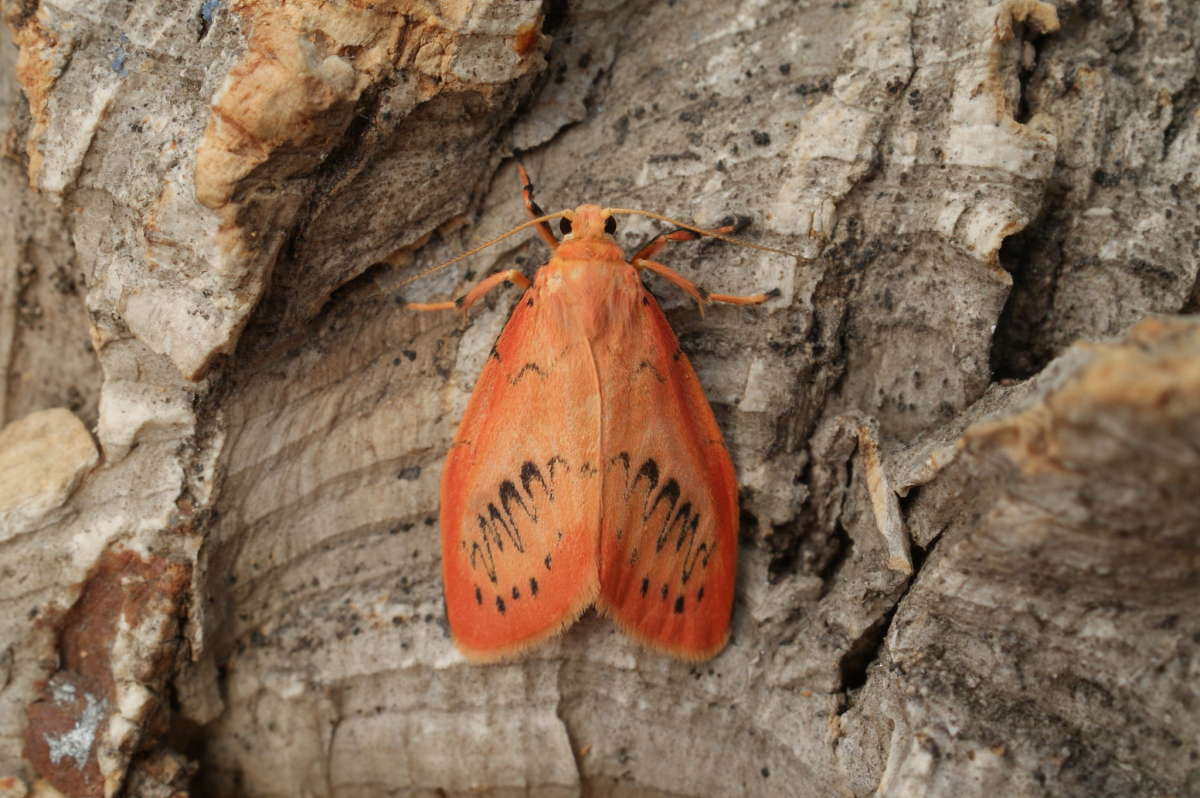 Rosy Footman (Miltochrista miniata) photographed at Aylesham  by Dave Shenton 