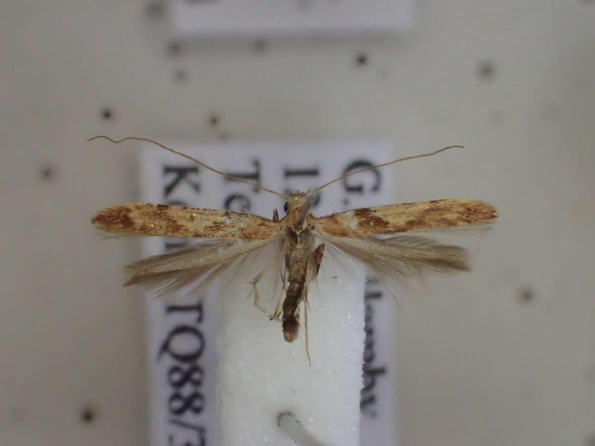 Sycamore Slender (Caloptilia hemidactylella) photographed in Kent by Dave Shenton 