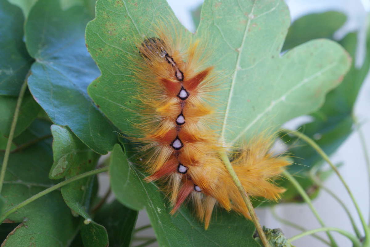 The Sycamore (Acronicta aceris) photographed in Kent by Dave Shenton 