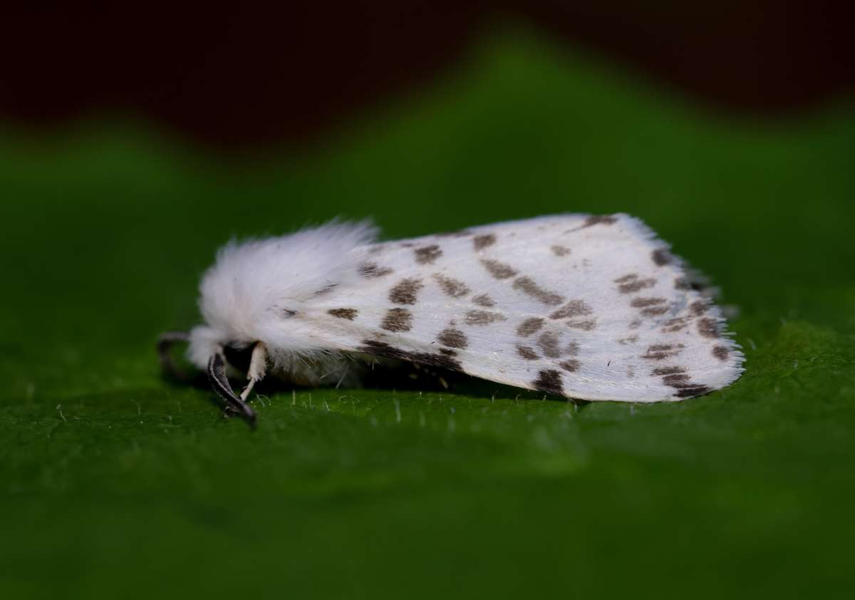 Autumn Webworm (Hyphantria cunea) photographed at Dartford  by Alan Lewis