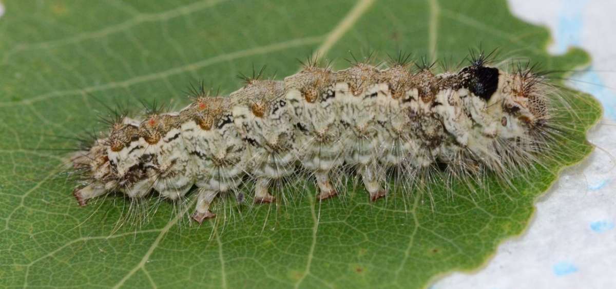 Black Arches (Lymantria monacha) photographed in Kent by Alan Stubbs