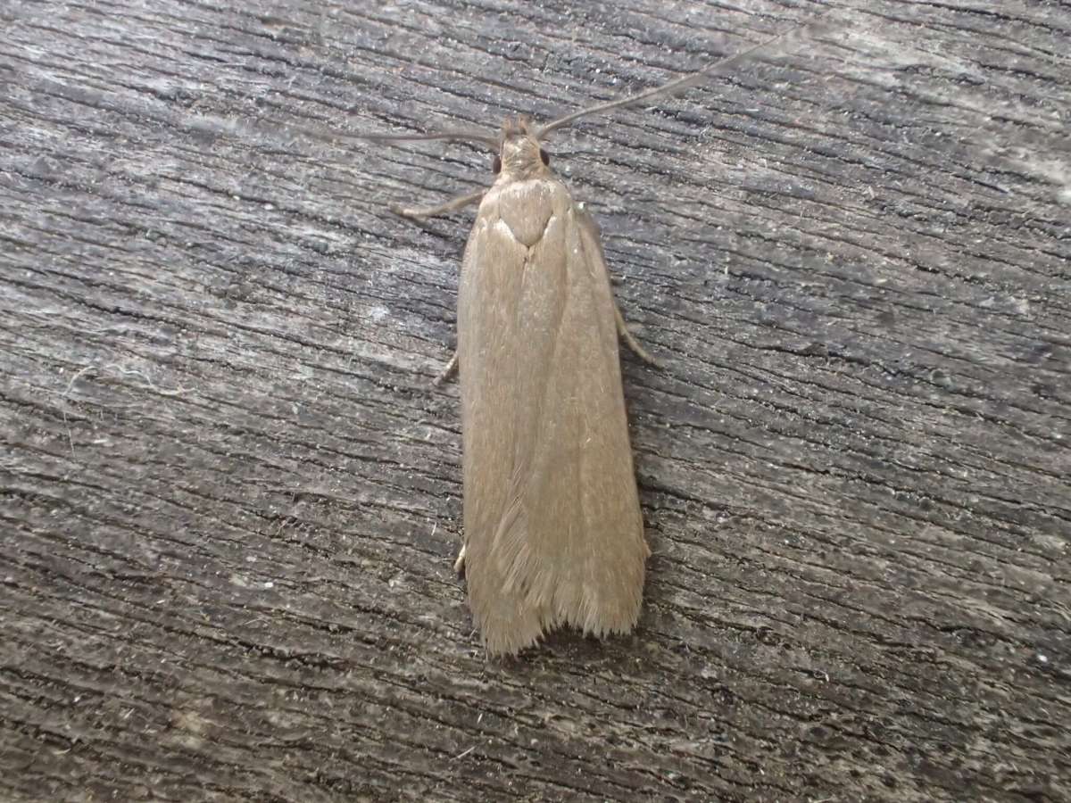 Ash-coloured Crest (Acompsia cinerella) photographed in Kent by Dave Shenton 