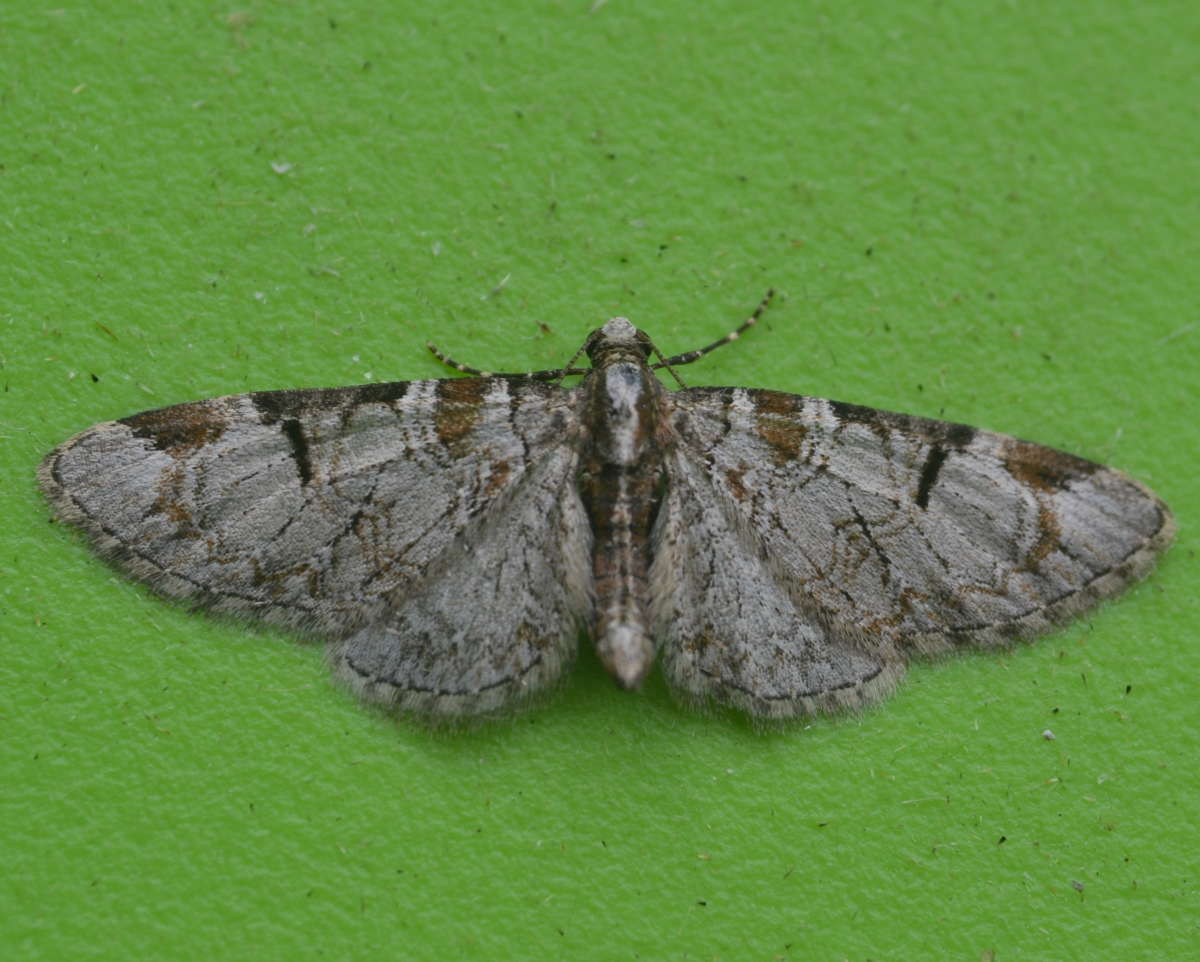 Pinion-spotted Pug (Eupithecia insigniata) photographed at Seabrook by Paul Howe