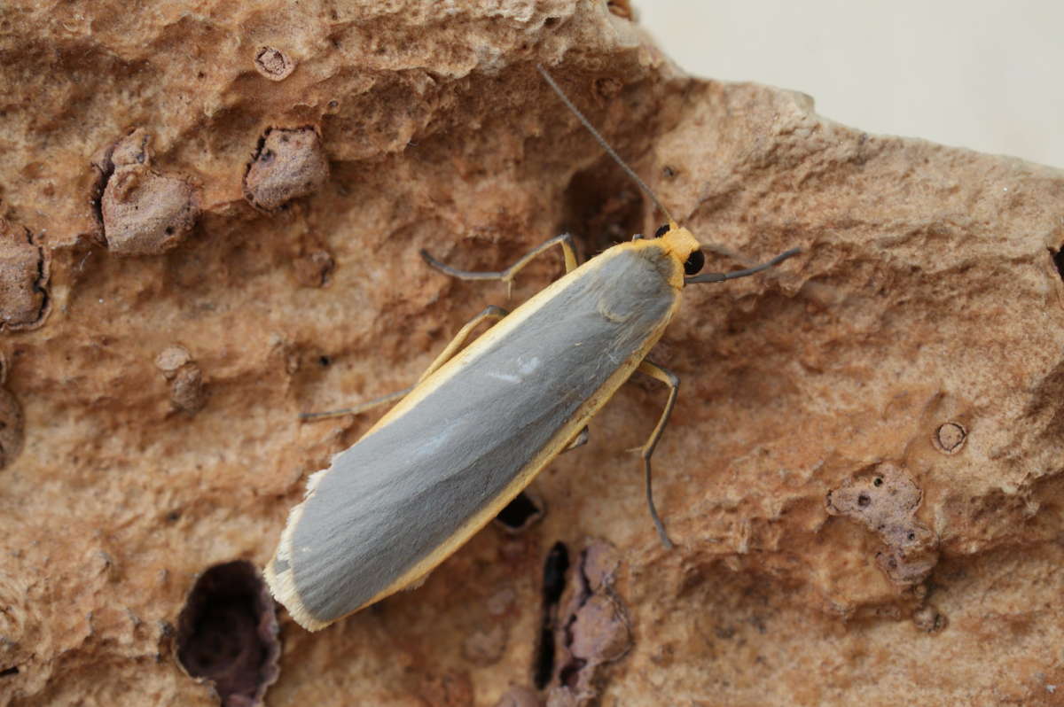 Common Footman (Eilema lurideola) photographed at Aylesham  by Dave Shenton 