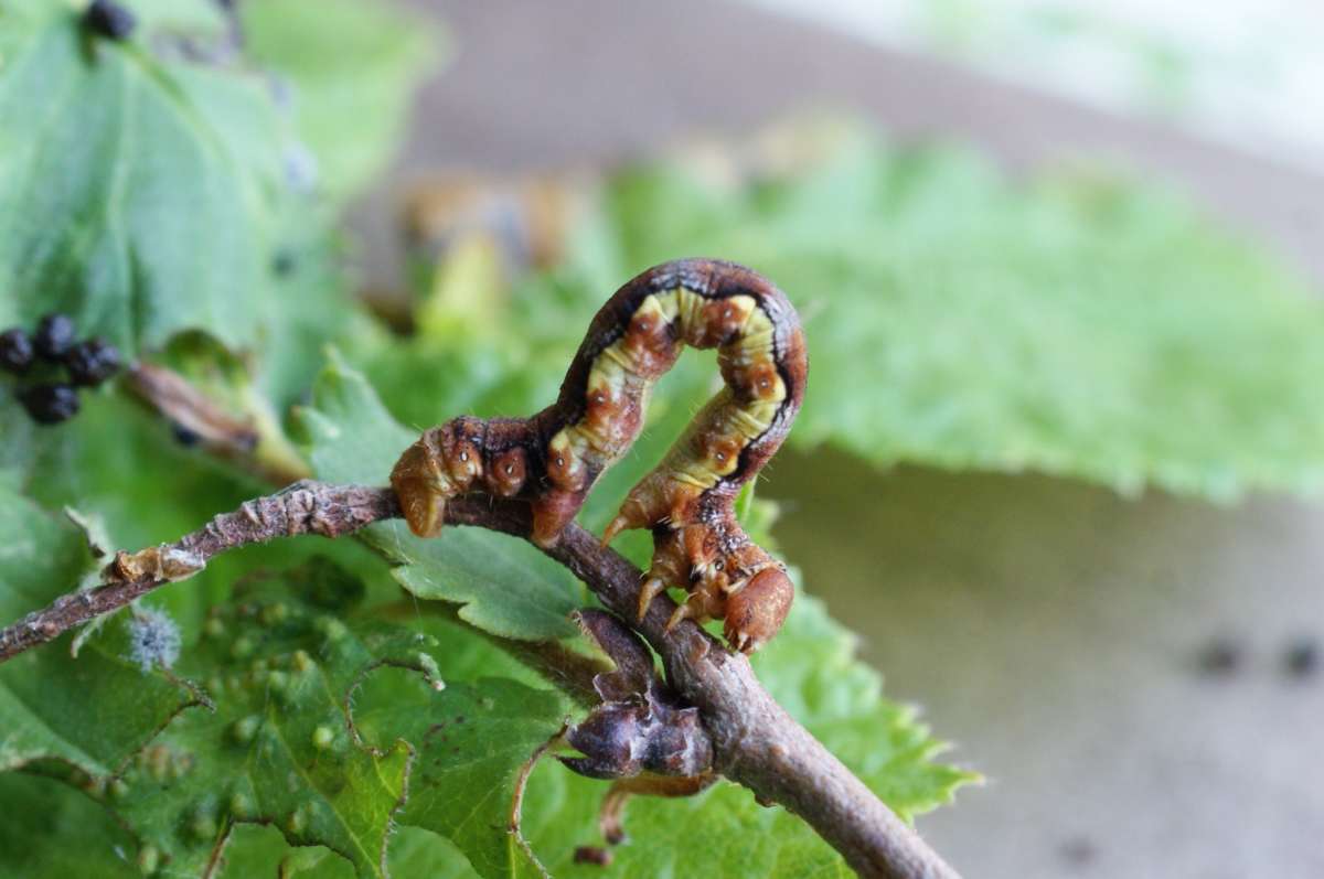 Mottled Umber (Erannis defoliaria) photographed at Aylesham  by Dave Shenton 