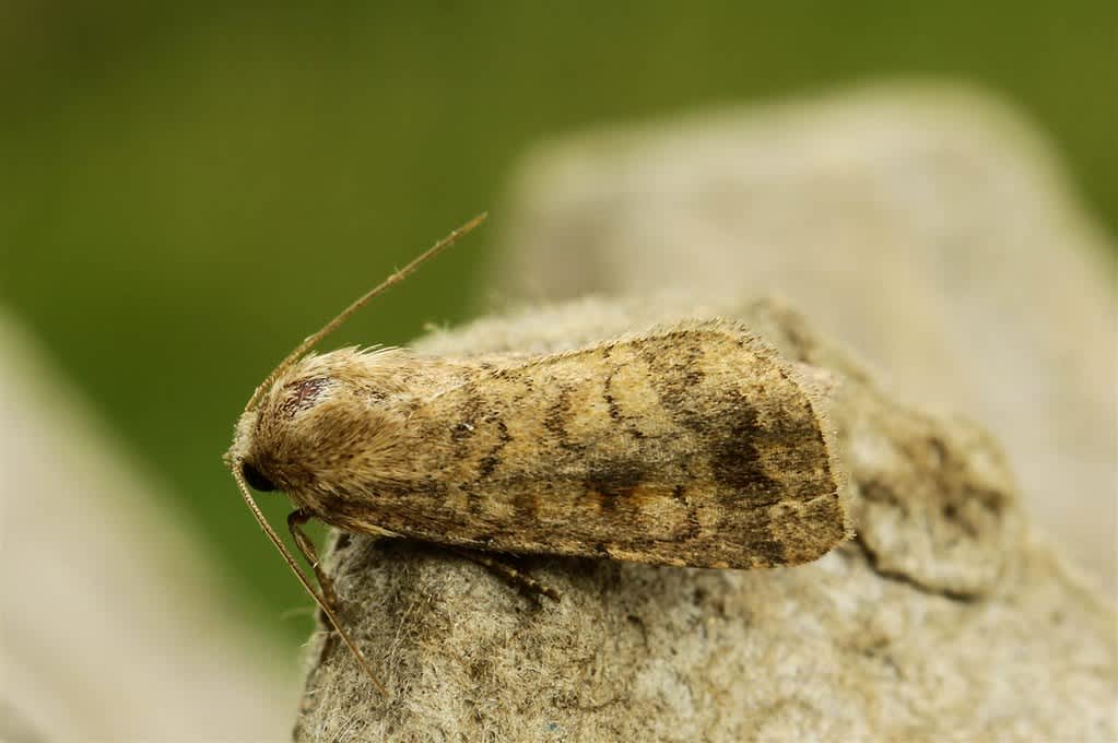 Mottled Rustic (Caradrina morpheus) photographed in Kent by Carol Strafford 