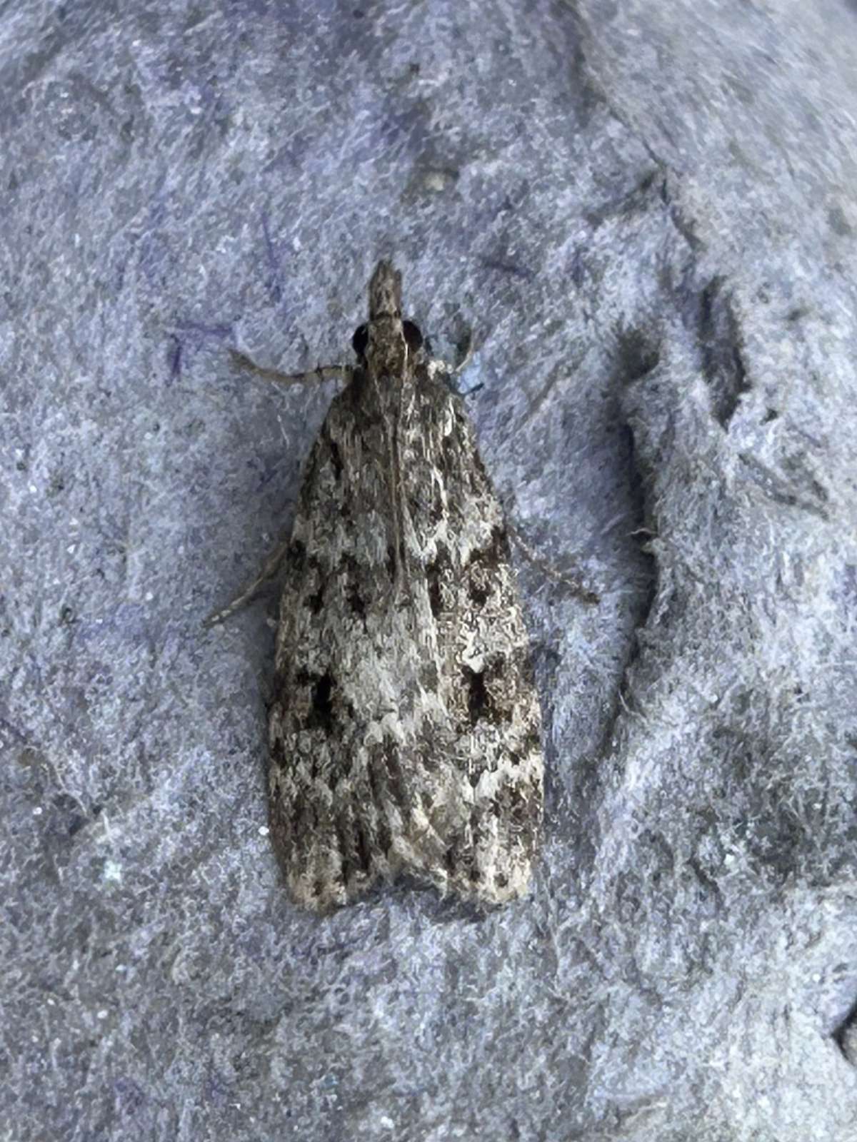 Common Grey (Scoparia ambigualis) photographed at Aylesham  by Dave Shenton