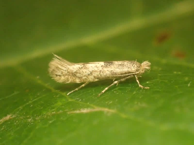 Royal Midget (Phyllonorycter pastorella) photographed at St. Peter’s Pit, Wouldham  by Dave Shenton 