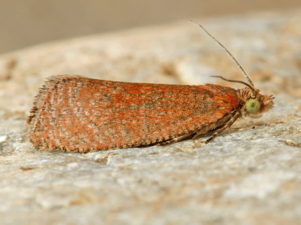 Lakes Marble (Celypha rufana) photographed in Kent by D Beadle