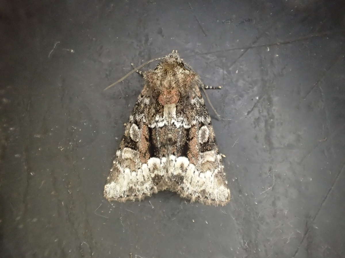 Marbled Minor (Oligia strigilis) photographed in Kent by Dave Shenton 