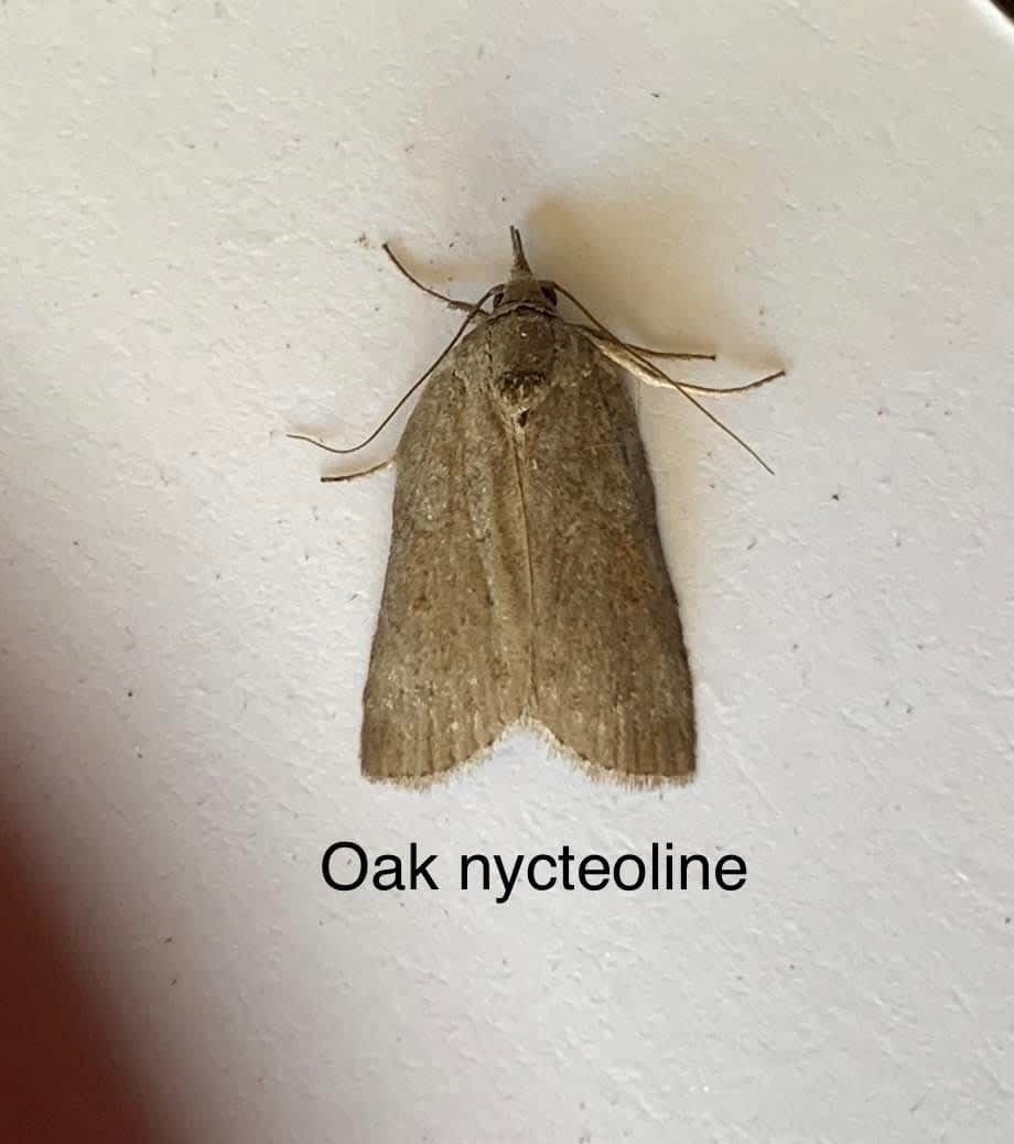 Oak Nycteoline (Nycteola revayana) photographed in Kent by Alan Roman 