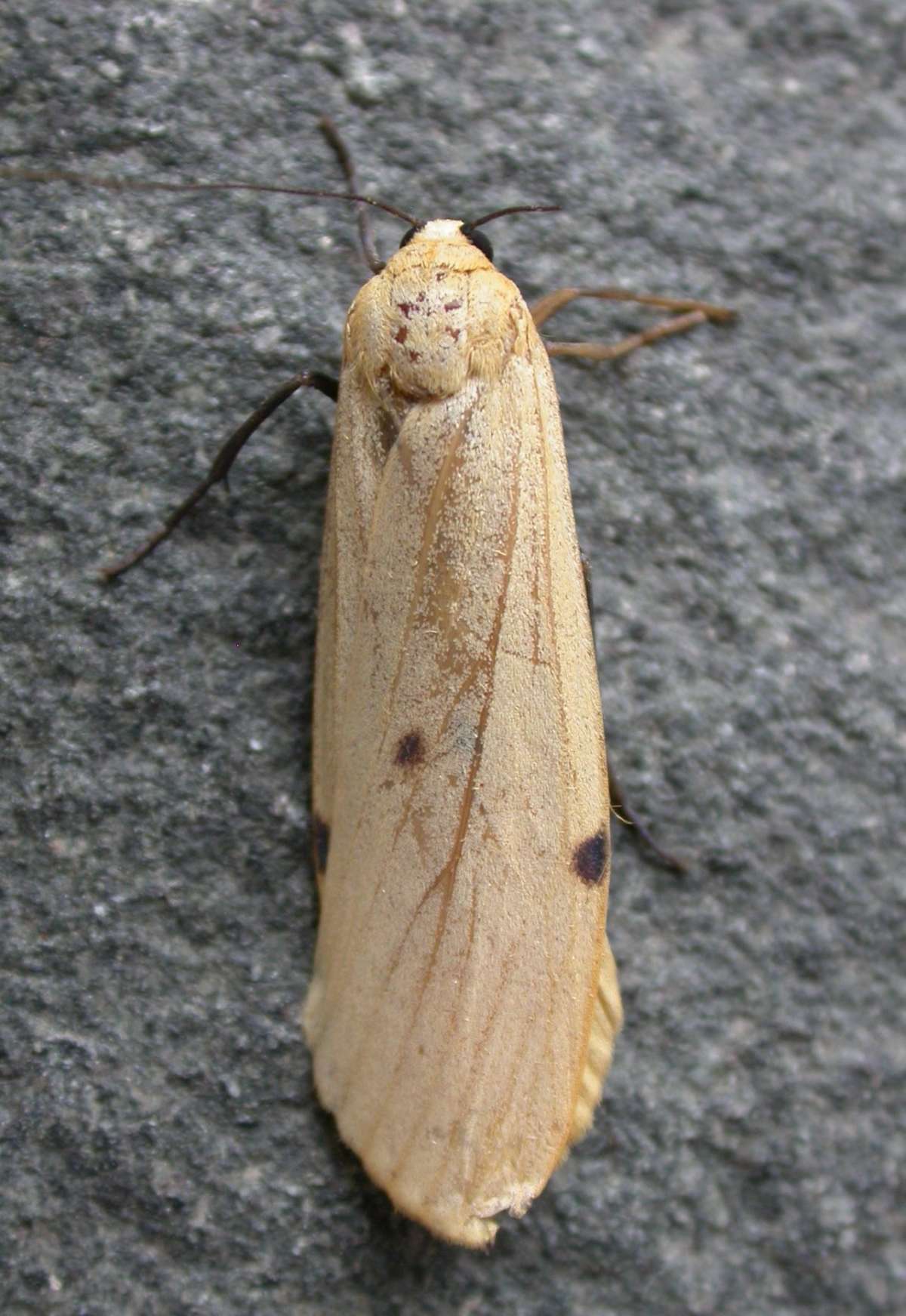 Four-spotted Footman (Lithosia quadra) photographed in Kent by Ross Newham 