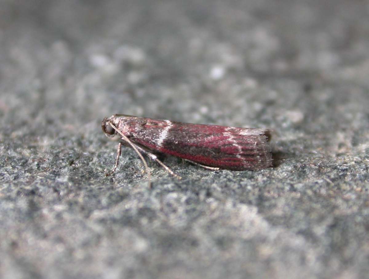 Double-striped Knot-horn (Cryptoblabes bistriga) photographed in Kent by Ross Newham 