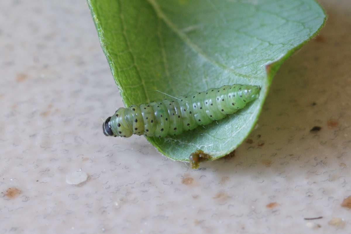 Plum Tortrix (Hedya pruniana) photographed at Aylesham  by Dave Shenton 