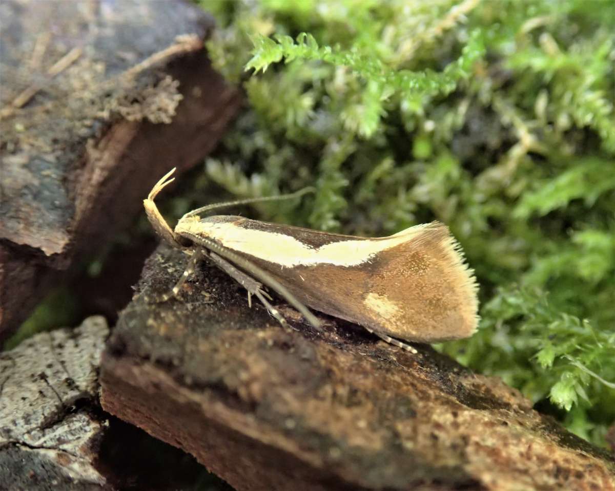 Striped Tubic (Harpella forficella) photographed at Orlestone  by John Dale 