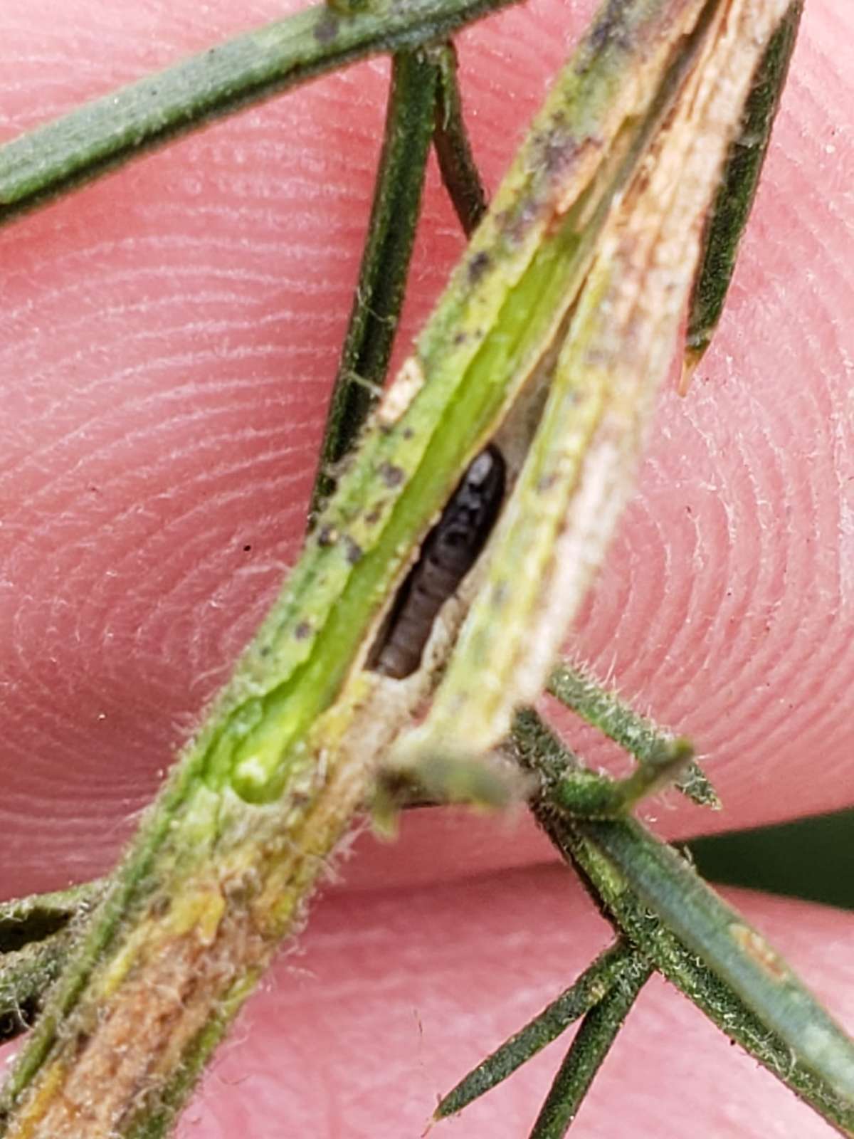 Gorse Midget (Phyllonorycter ulicicolella) photographed in Kent by Phil Ambler 