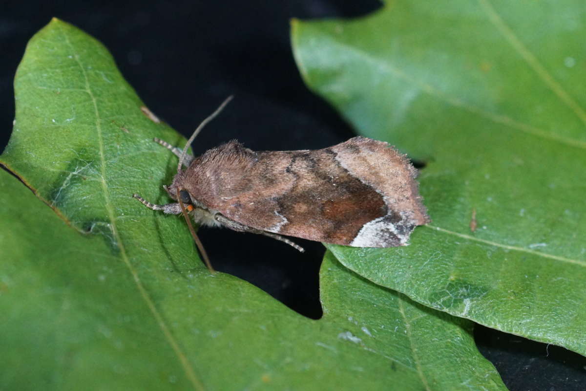 Lunar-spotted Pinion (Cosmia pyralina) photographed at Aylesham  by Dave Shenton 