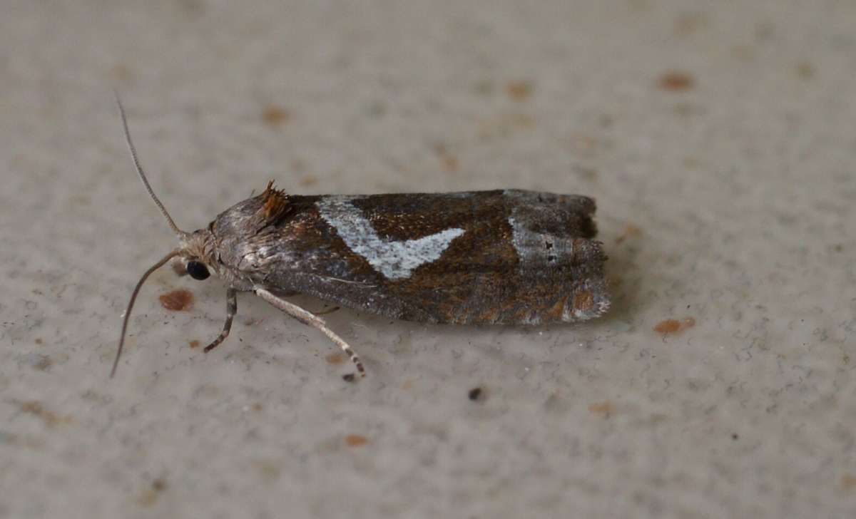 White-foot Bell (Epiblema foenella) photographed at Aylesham  by Dave Shenton 