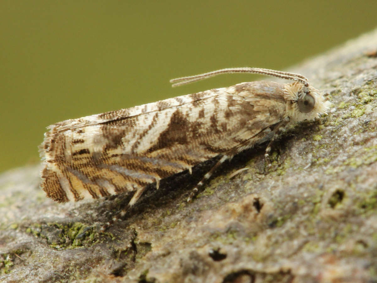 Cabbage Piercer (Selania leplastriana) photographed in Kent by David Beadle 