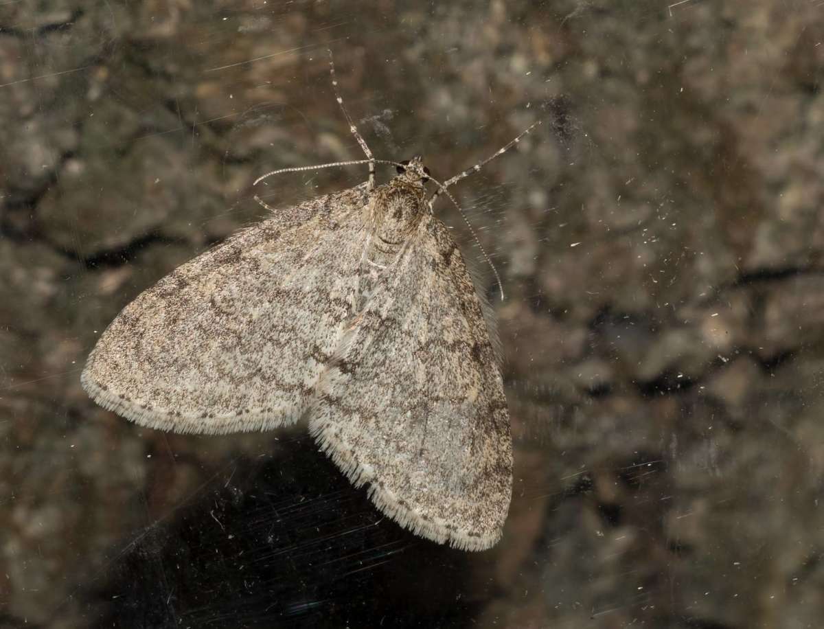 Early Tooth-striped (Trichopteryx carpinata) photographed in Kent by Mark Chidwick 