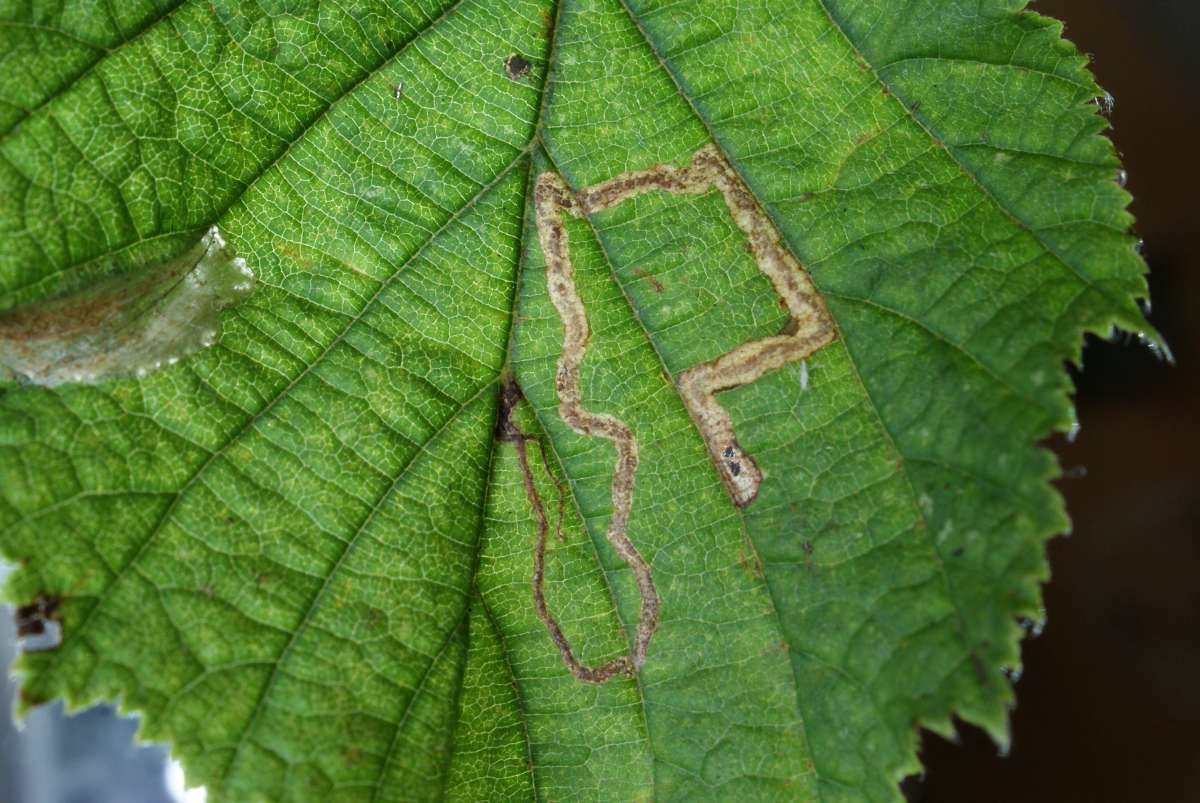 Nut-tree Pigmy (Stigmella microtheriella) photographed at Aylesham  by Dave Shenton 