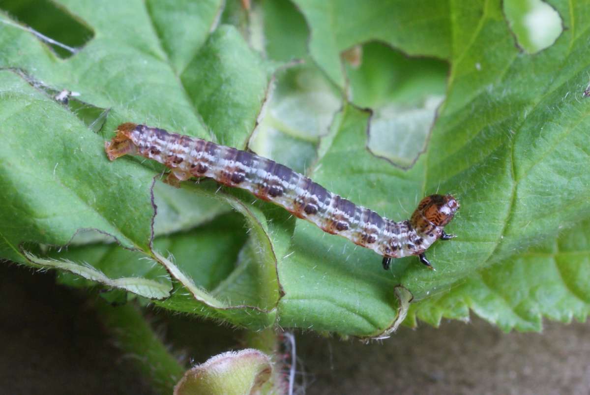 July Highflyer (Hydriomena furcata) photographed in Kent by Dave Shenton 