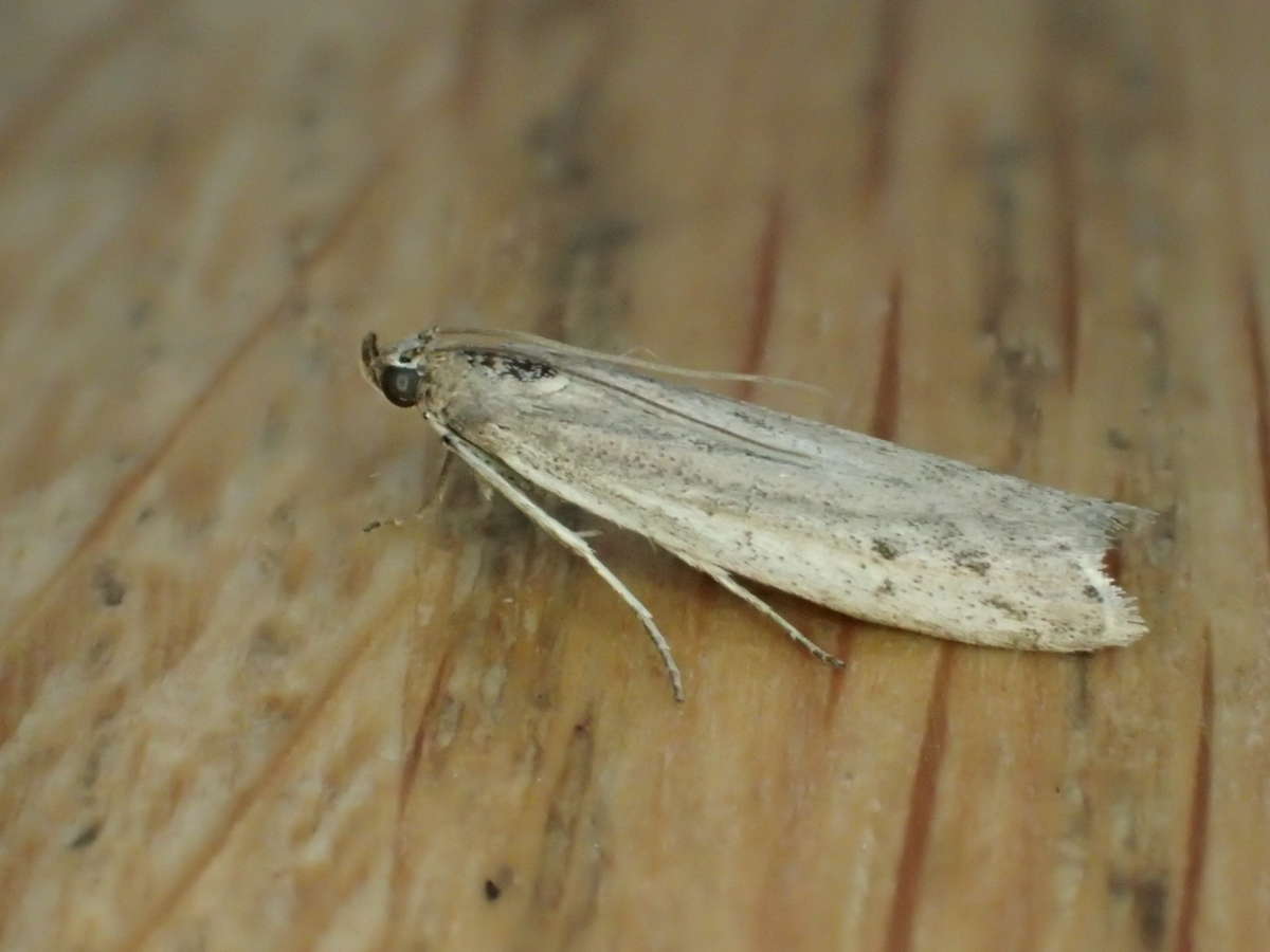 Chalk Knot-horn (Phycitodes maritima) photographed at Trosley CP by Dave Shenton