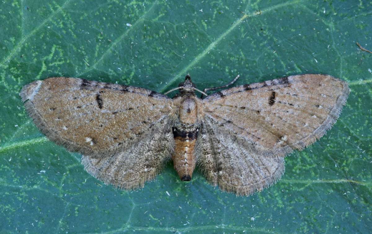 Wormwood Pug (Eupithecia absinthiata) photographed at Boughton-under-Blean by Peter Maton 