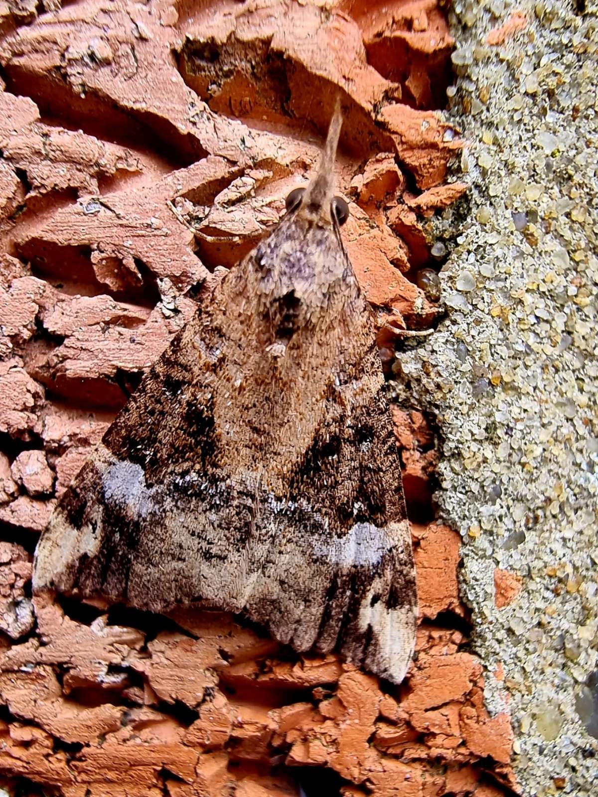 Bloxworth Snout (Hypena obsitalis) photographed in Kent by Ivan Macey