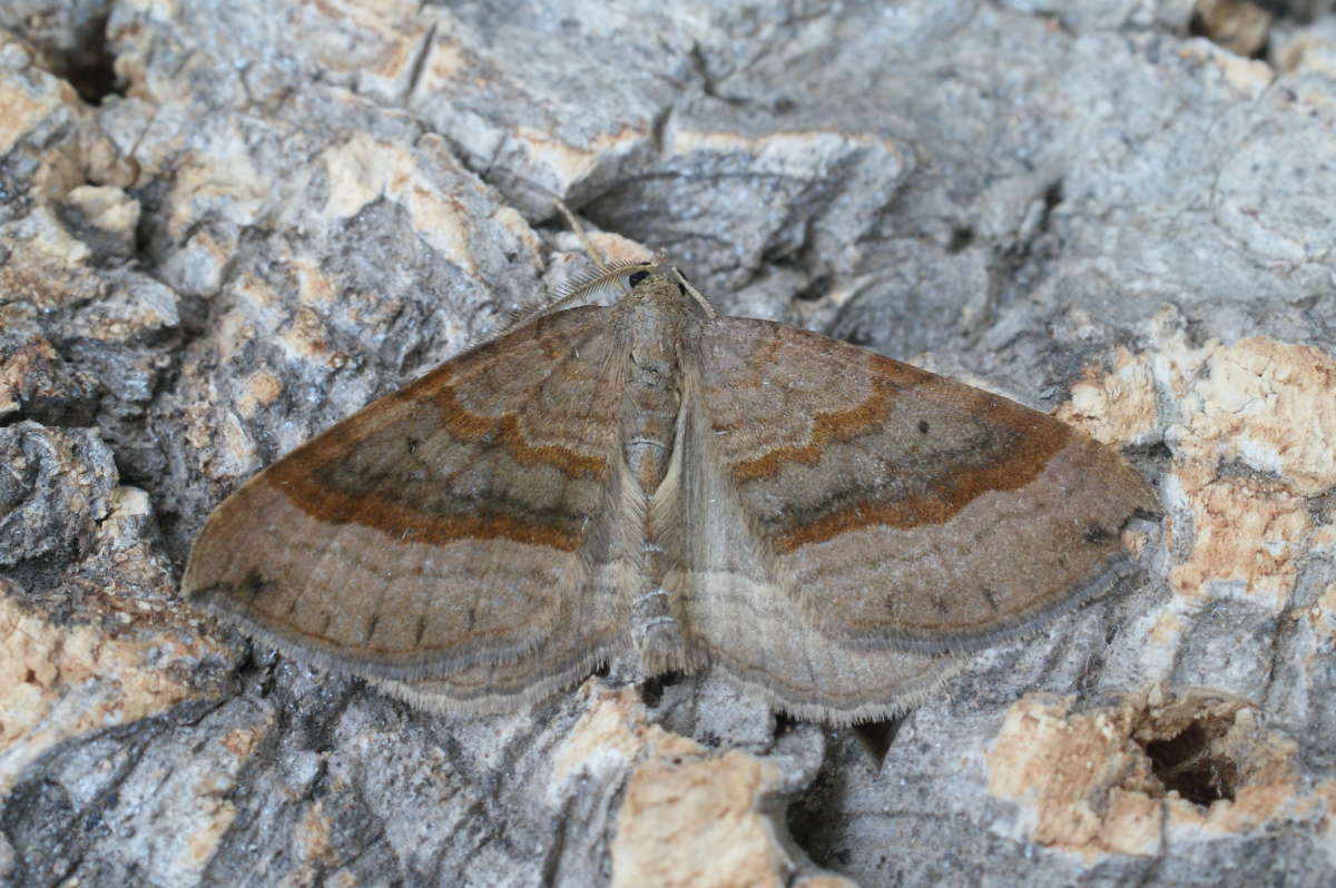 Shaded Broad-bar (Scotopteryx chenopodiata) photographed in Kent by Dave Shenton 