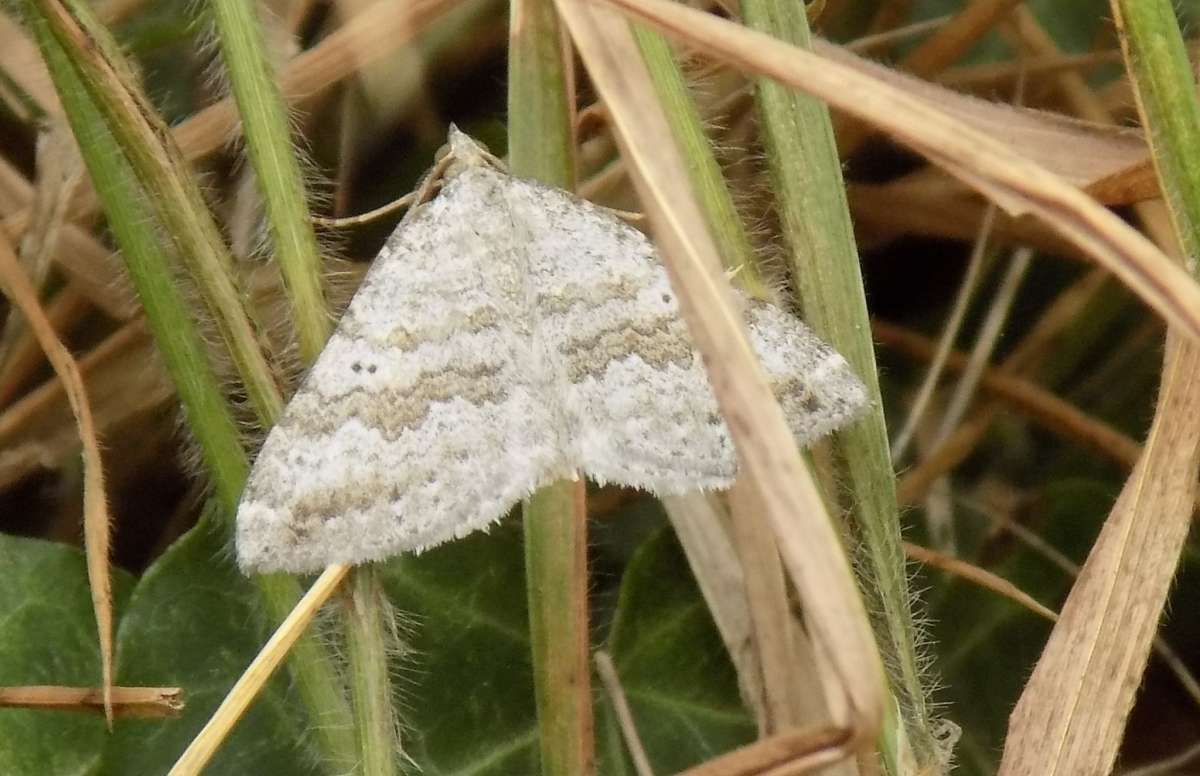 Chalk Carpet (Scotopteryx bipunctaria) photographed in Kent by Wendy Smith