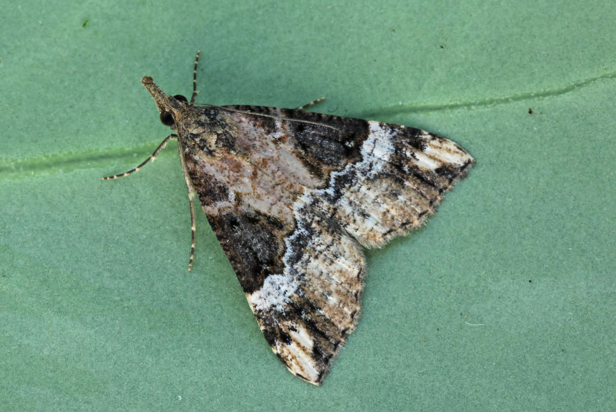 Bloxworth Snout (Hypena obsitalis) photographed in Kent by Peter Maton 