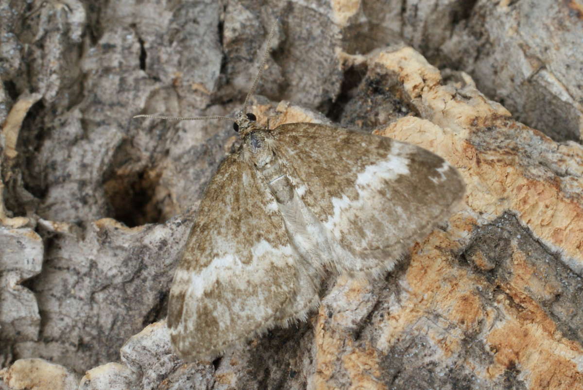 The Rivulet (Perizoma affinitata) photographed at Aylesham  by Dave Shenton 