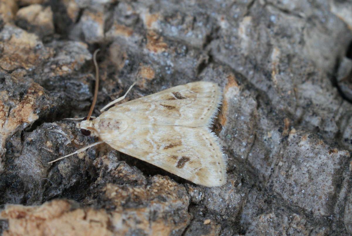 Old World Webworm (Hellula undalis) photographed in Kent by Dave Shenton 