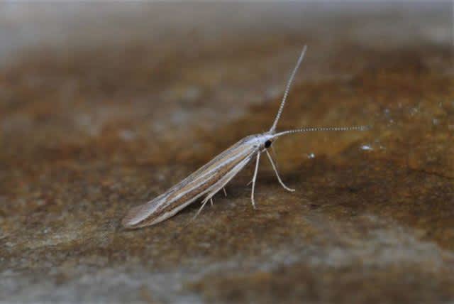 Gorse Case-bearer (Coleophora albicosta) photographed in Kent by Anthony Wren