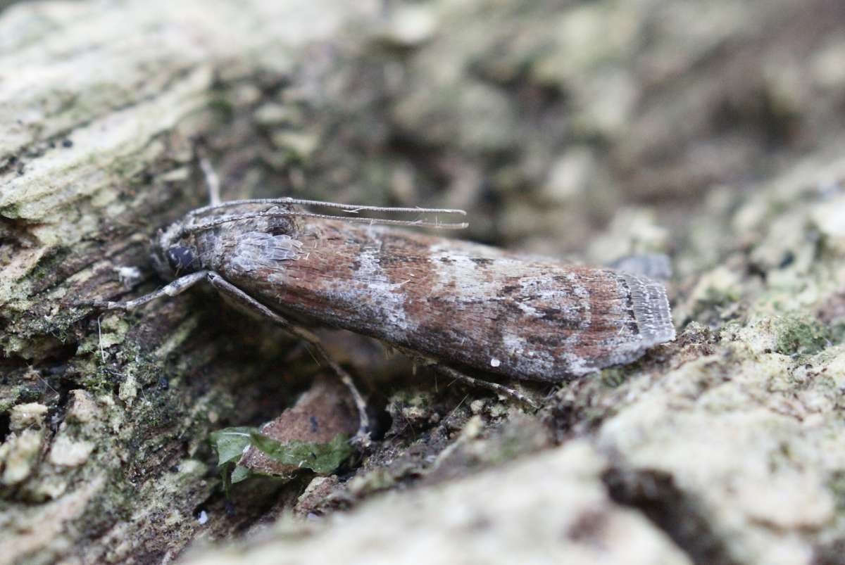 Dotted Oak Knot-horn (Phycita roborella) photographed in Kent by Dave Shenton 